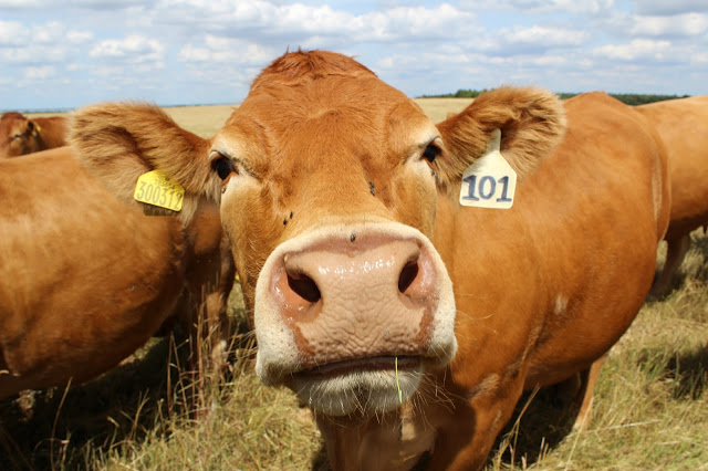 cows