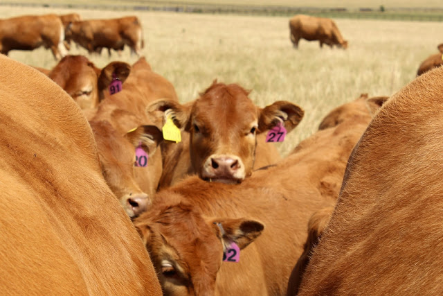 suffolk-cows
