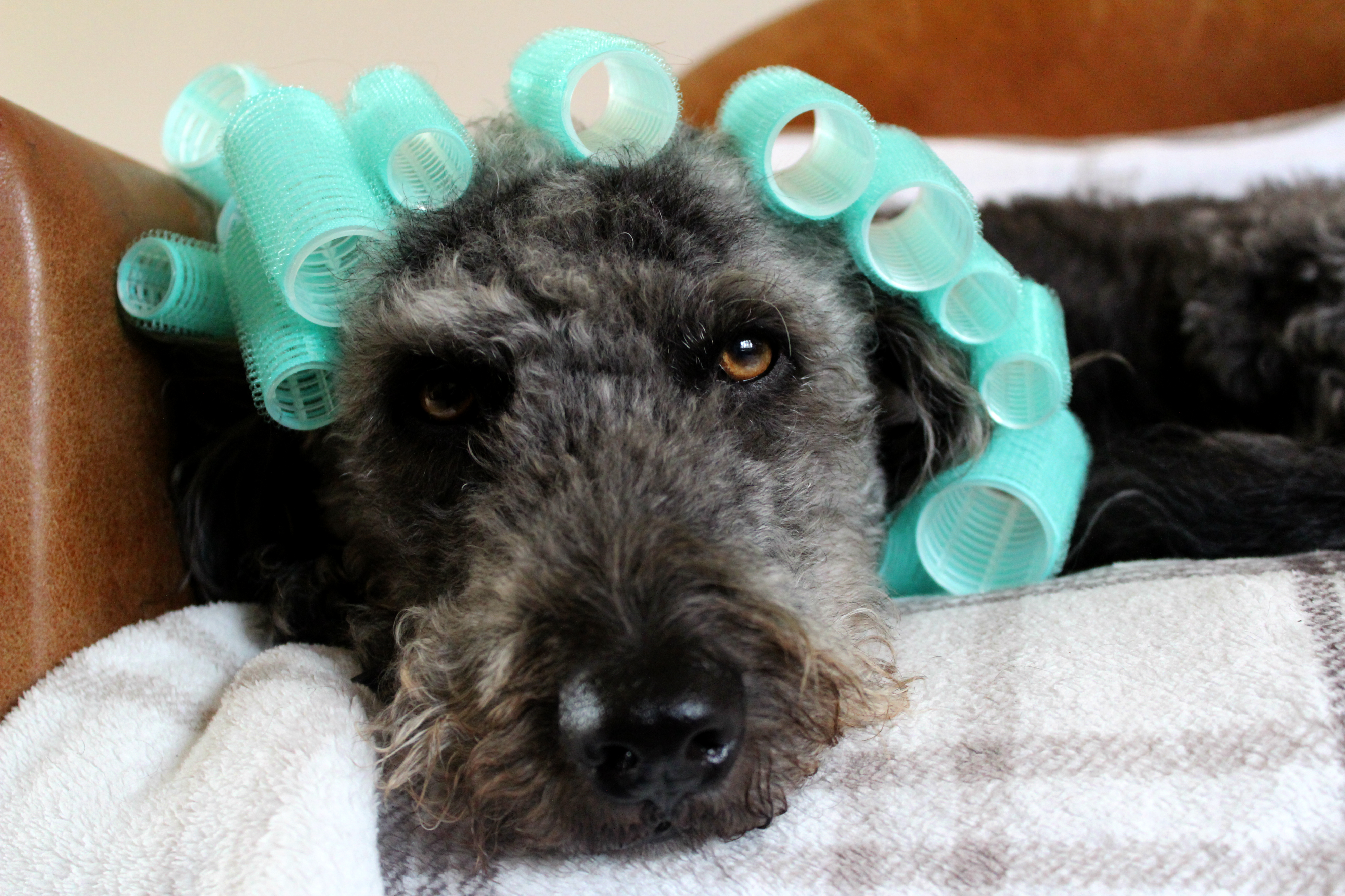 Pet-with-rollers