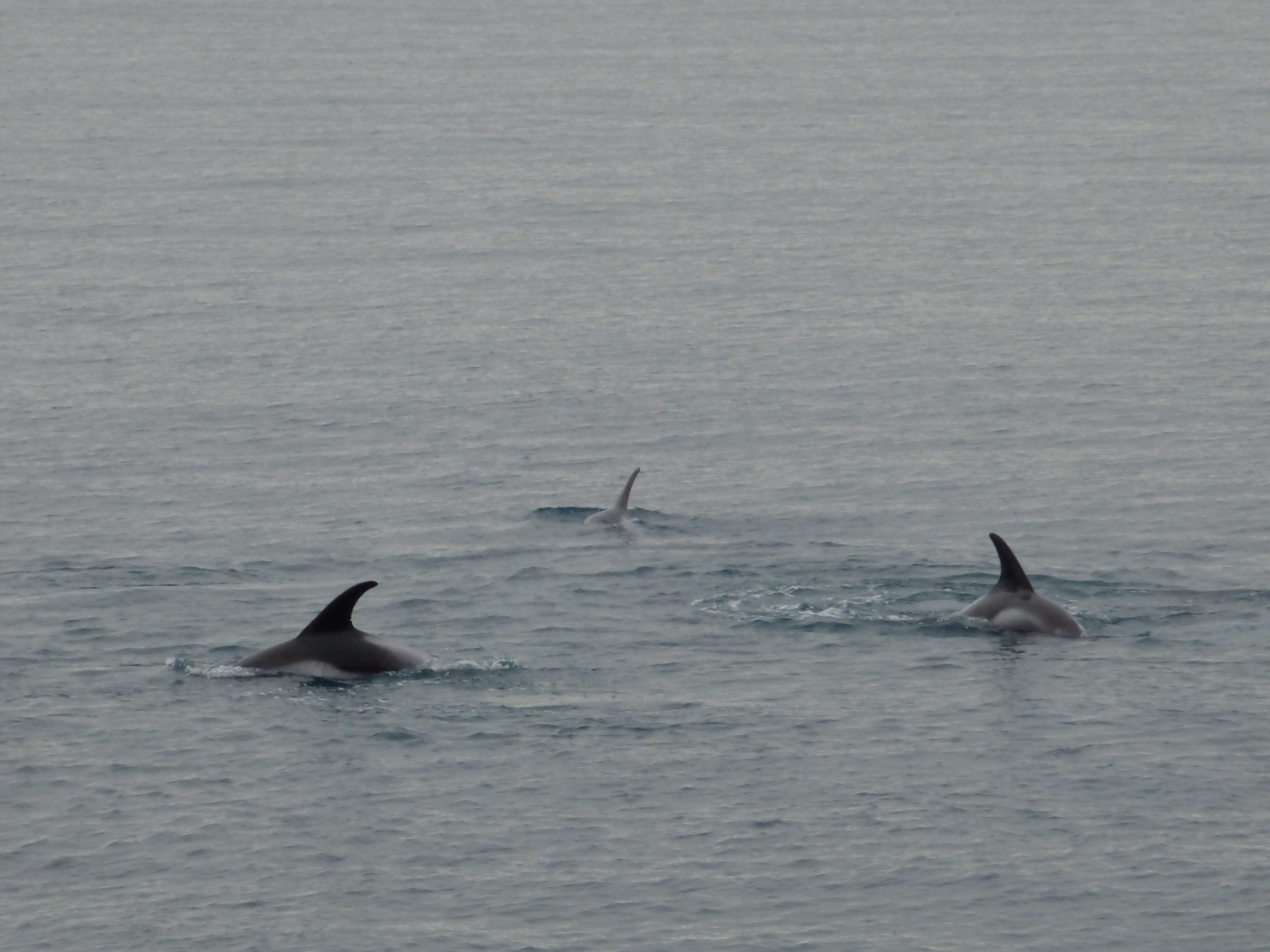 Dolphin-watching