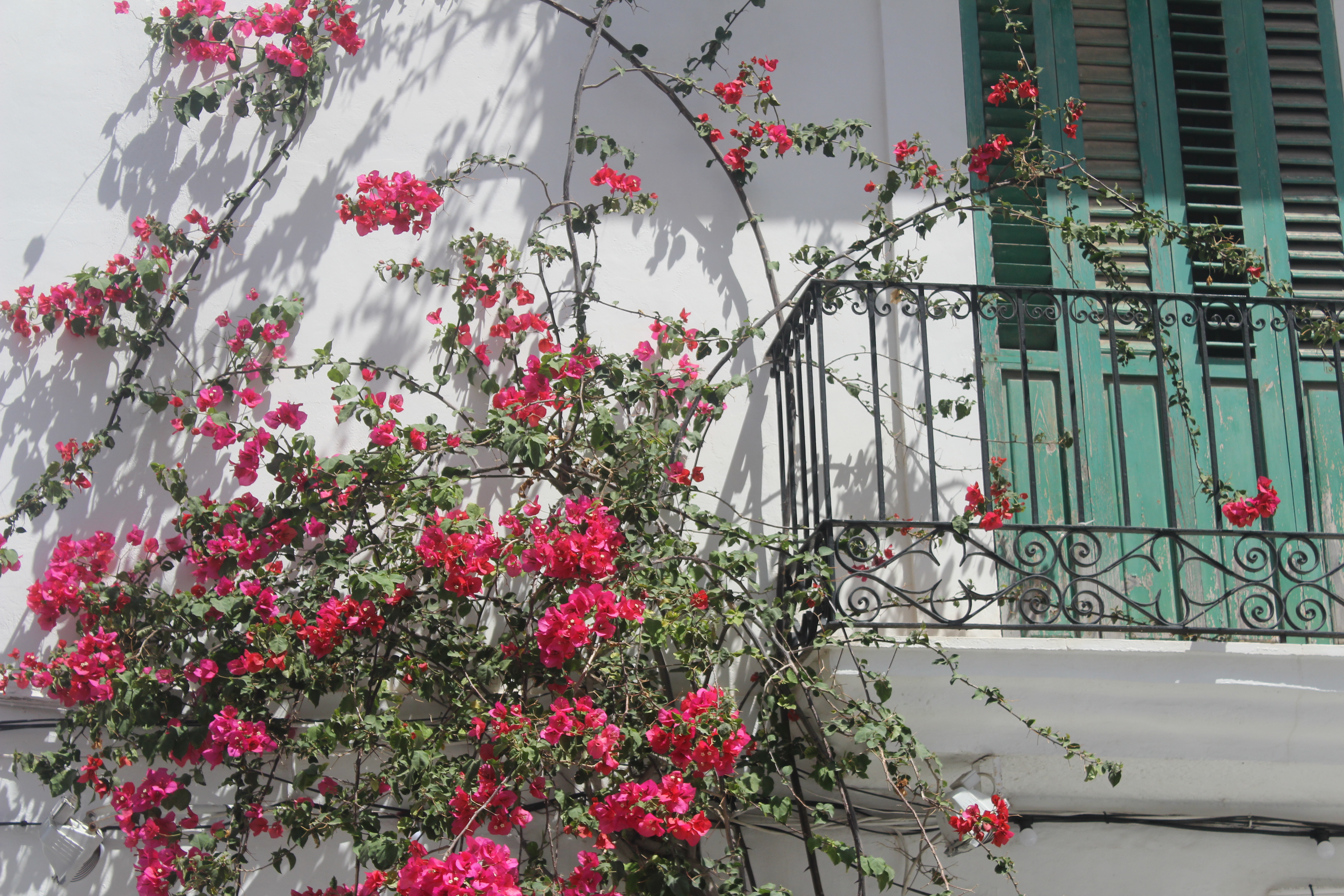 Ibiza-Town-Flowers