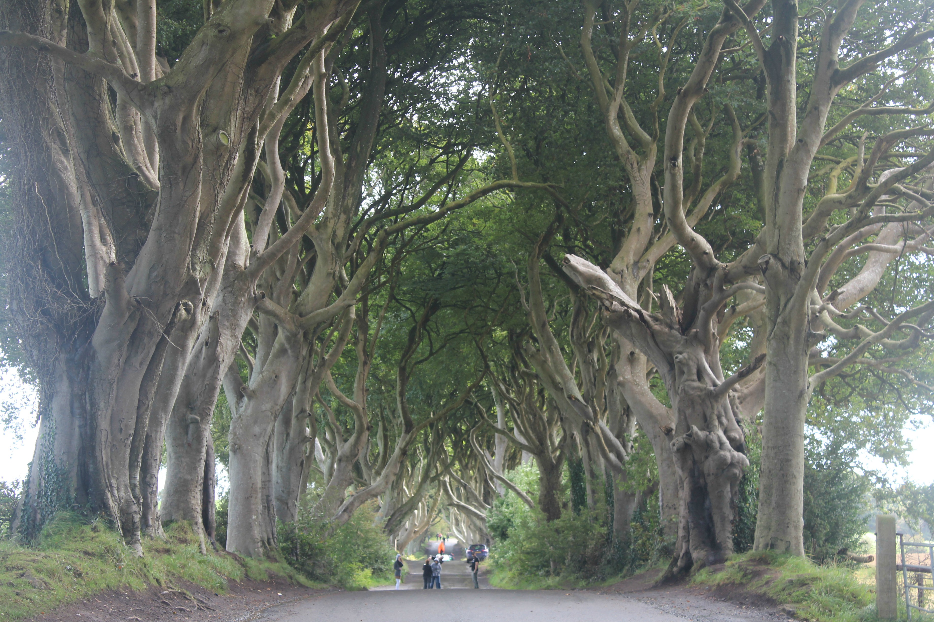 Dark-Hedges-Northern-Ireland