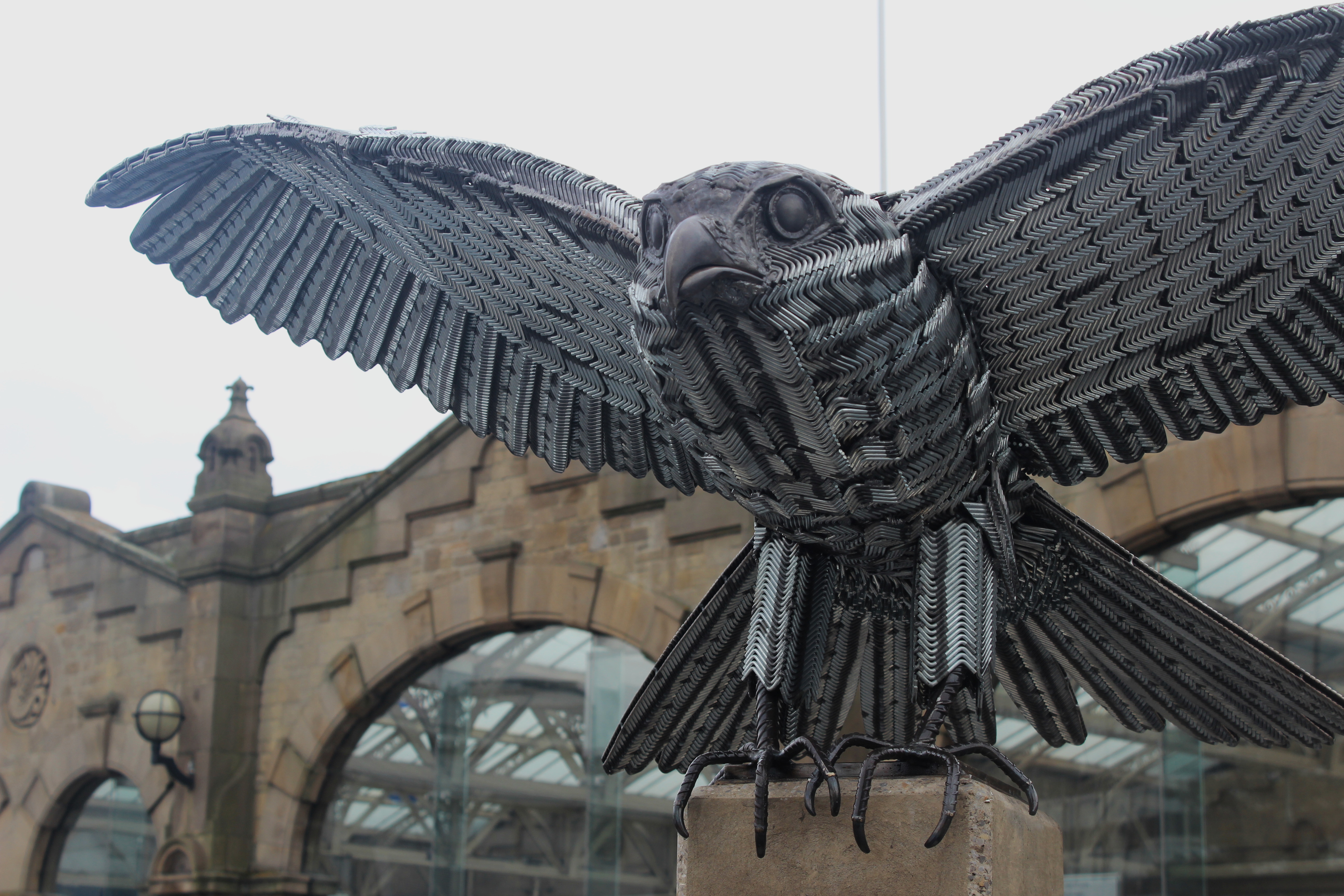 Allen-peregrine-falcon