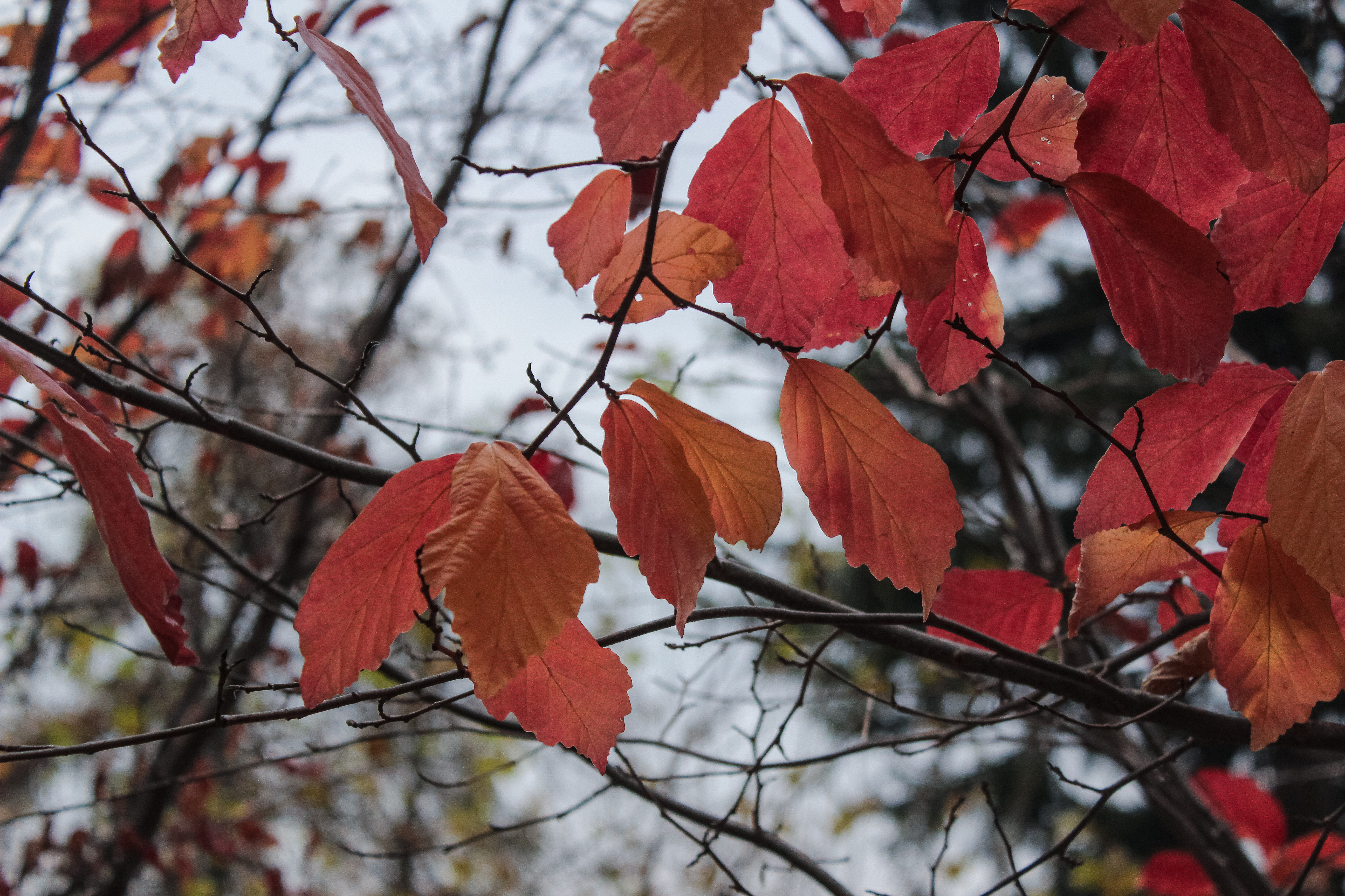Autumn-leaves-Lake-Bled