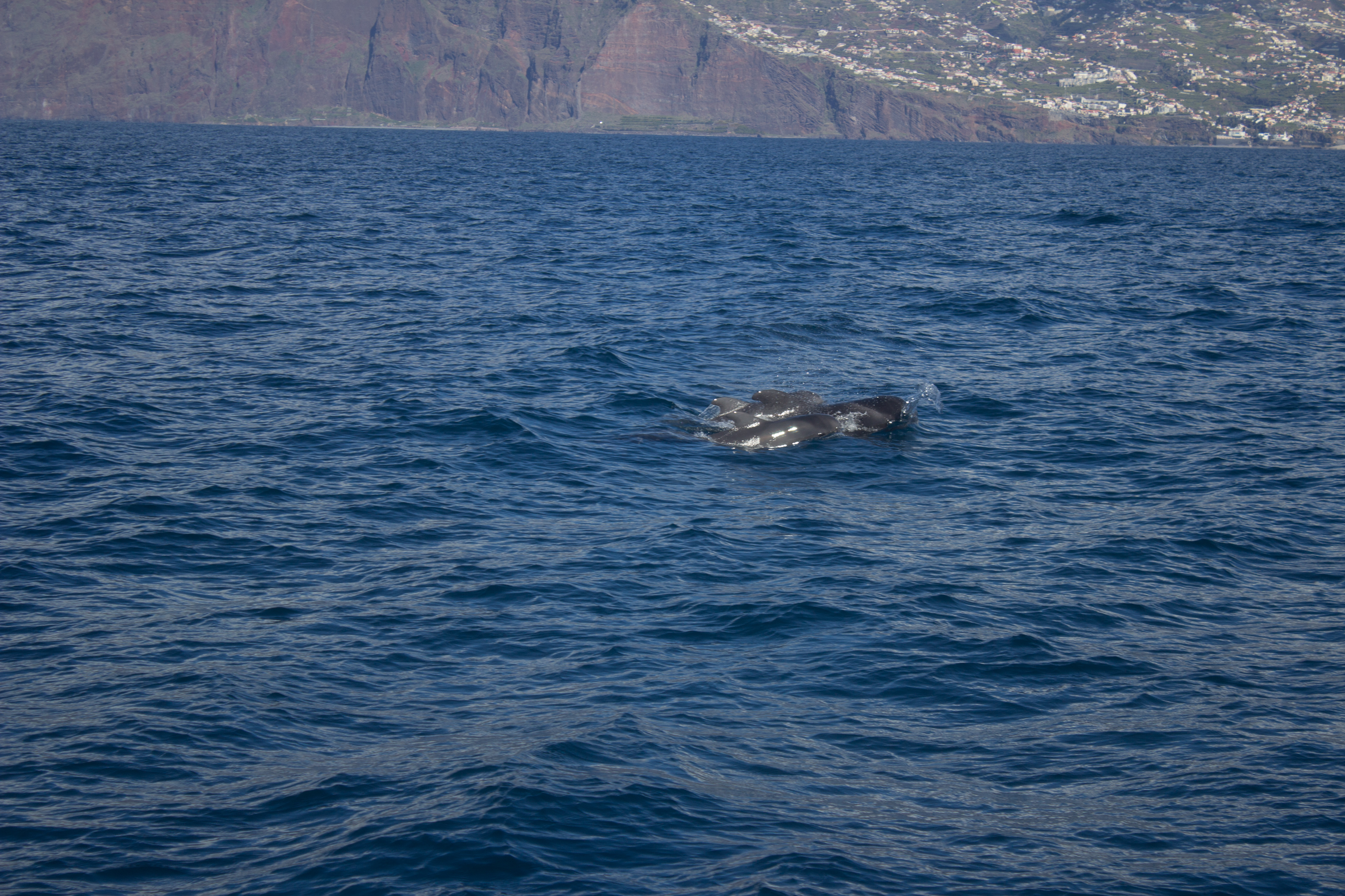 whales-funchal-madeira