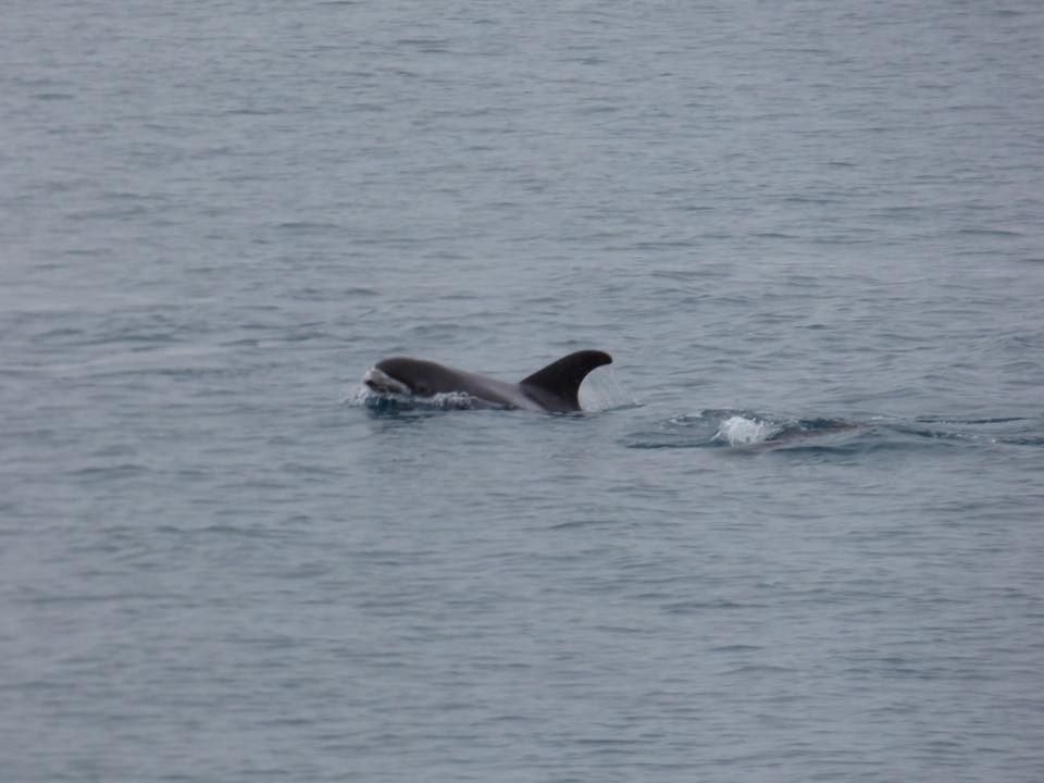 dolphin-watching-Iceland