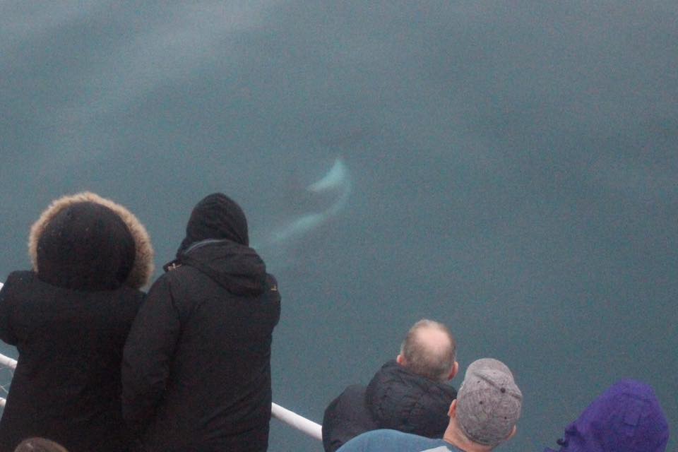dophin-watching-Iceland-boat
