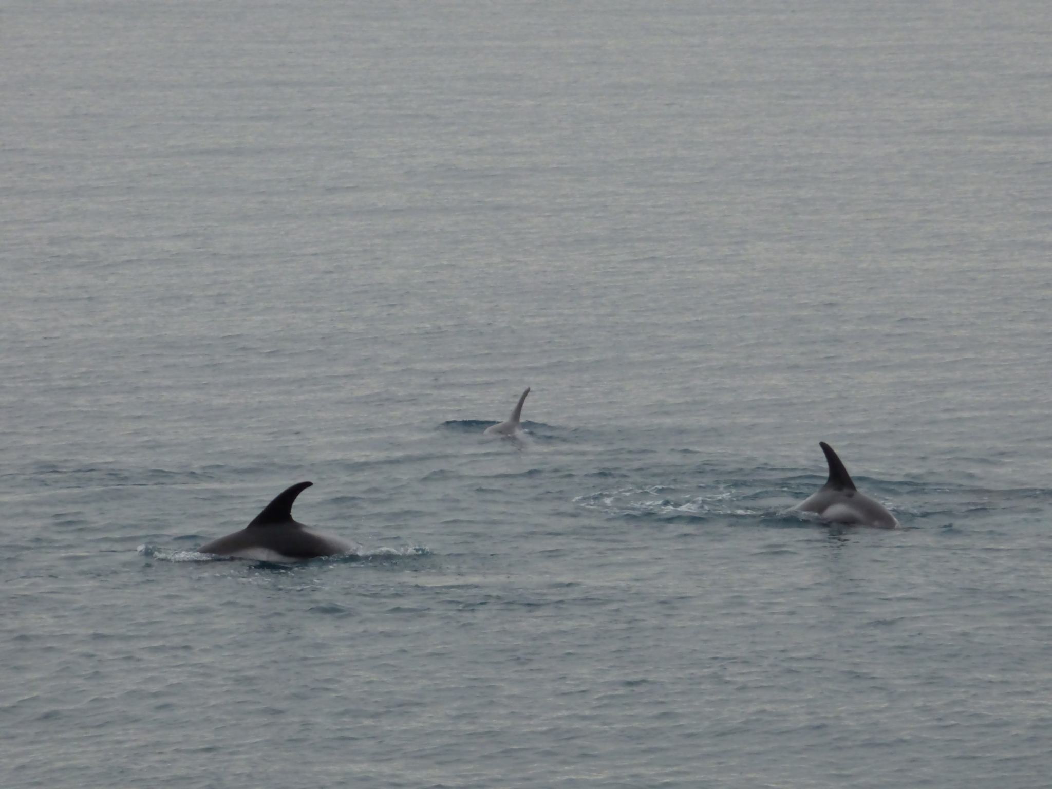 Dolphin-Watching-Iceland
