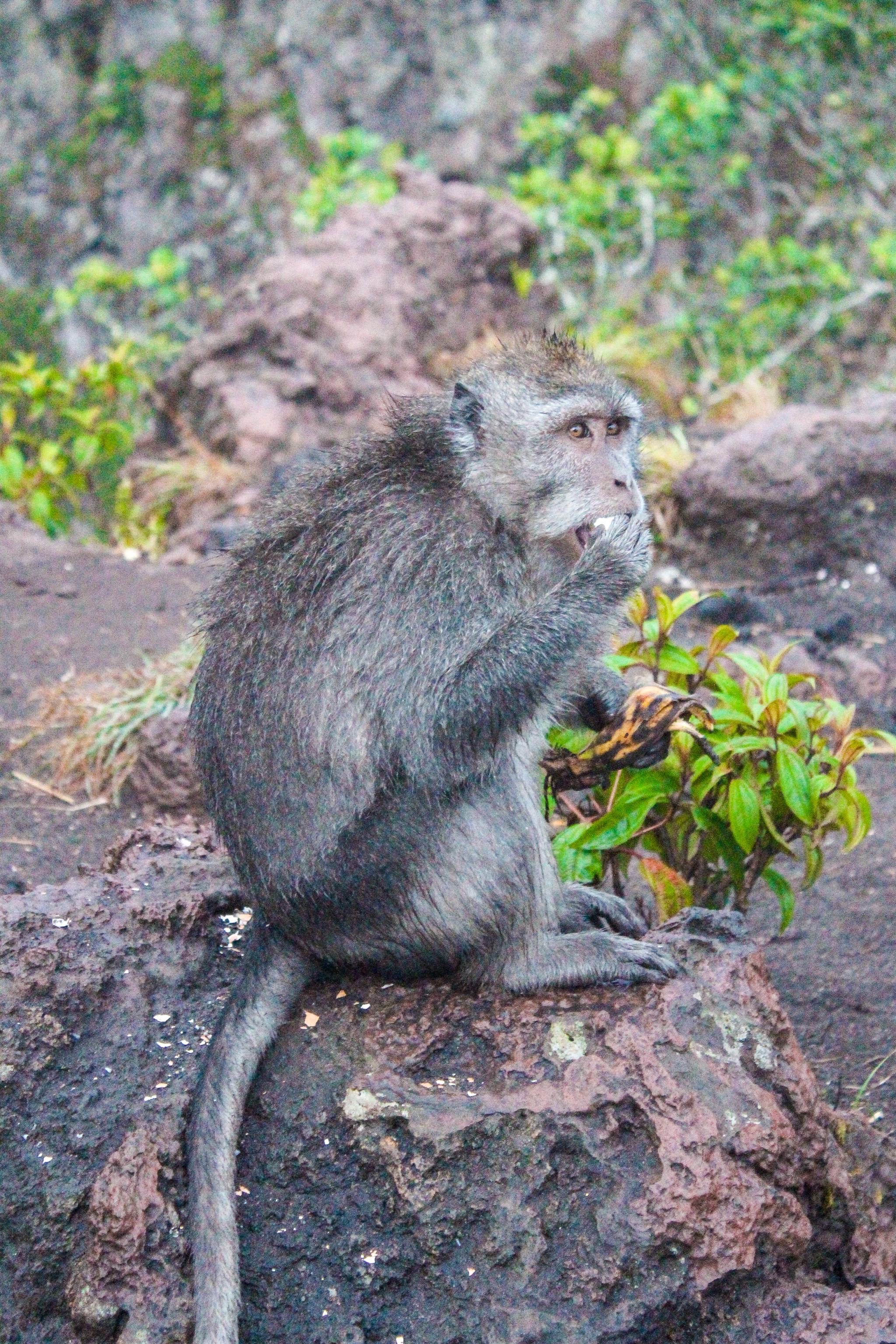 Monkeys-Mount-Batur-Bali