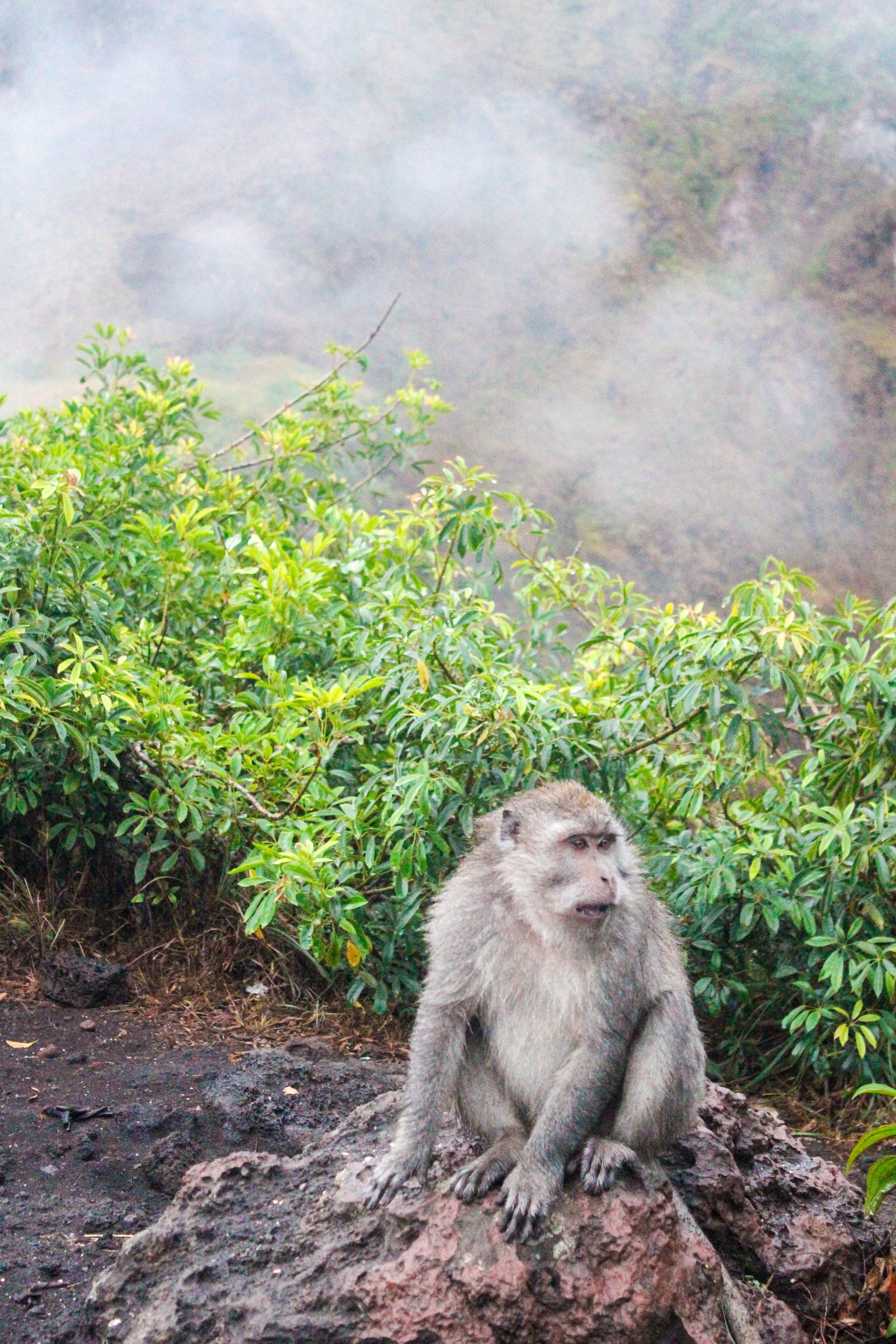 Monkeys-Mount-Batur-Bali