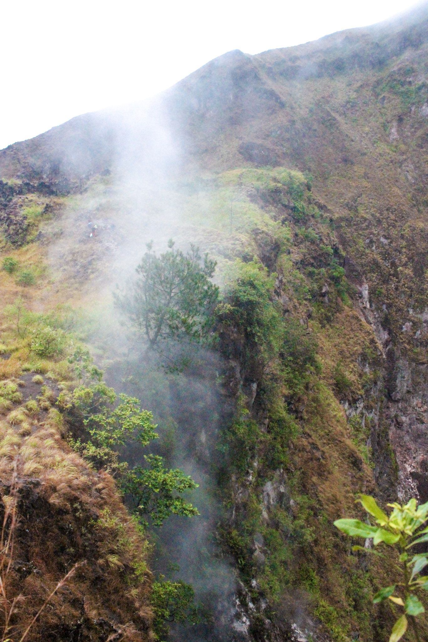 Monkeys-Mount-Batur-Bali