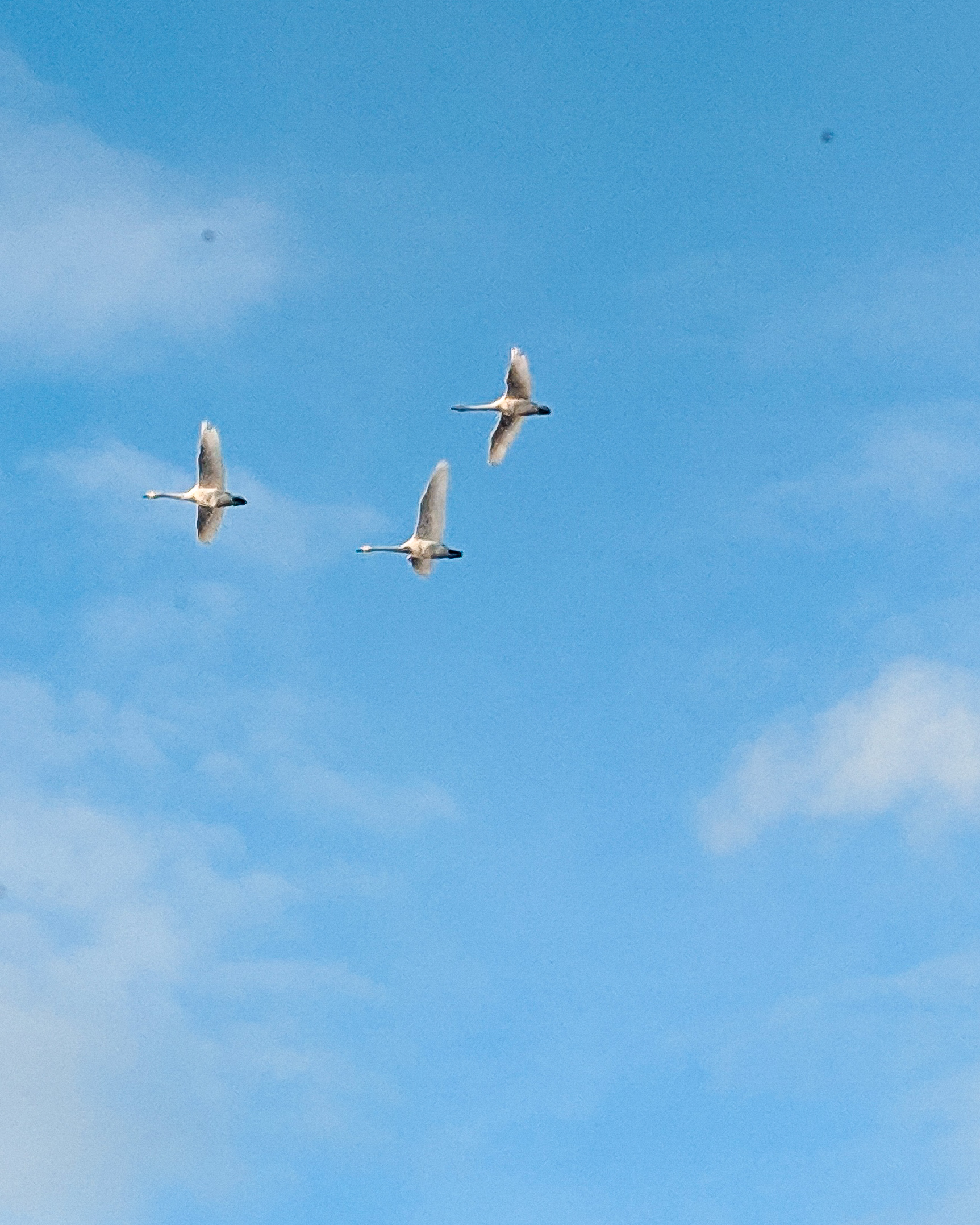 welney-wetland-centre-swans
