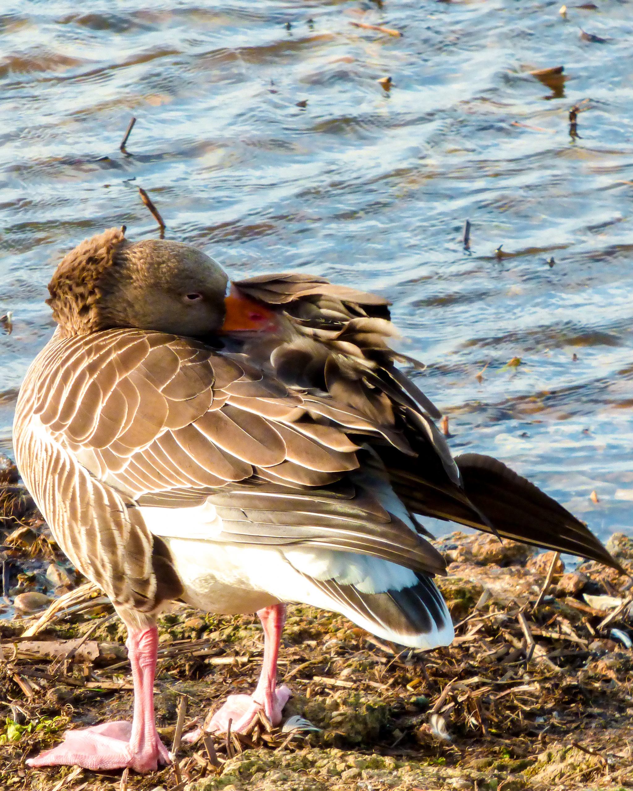 welney-wetland-centre-goose