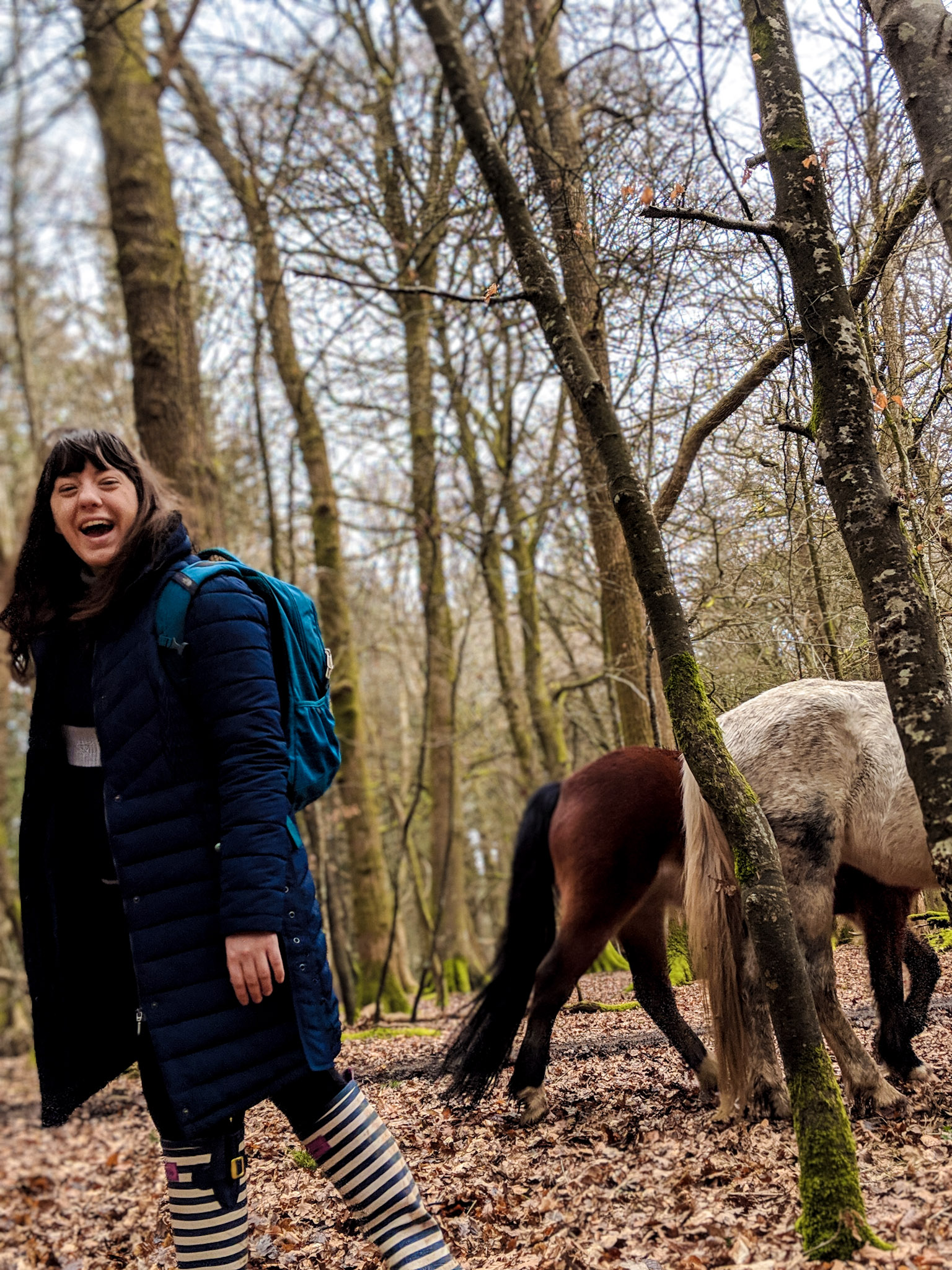 ponies-new-forest-national-park