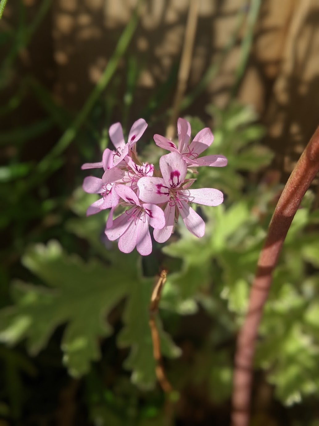 Garden-Flower