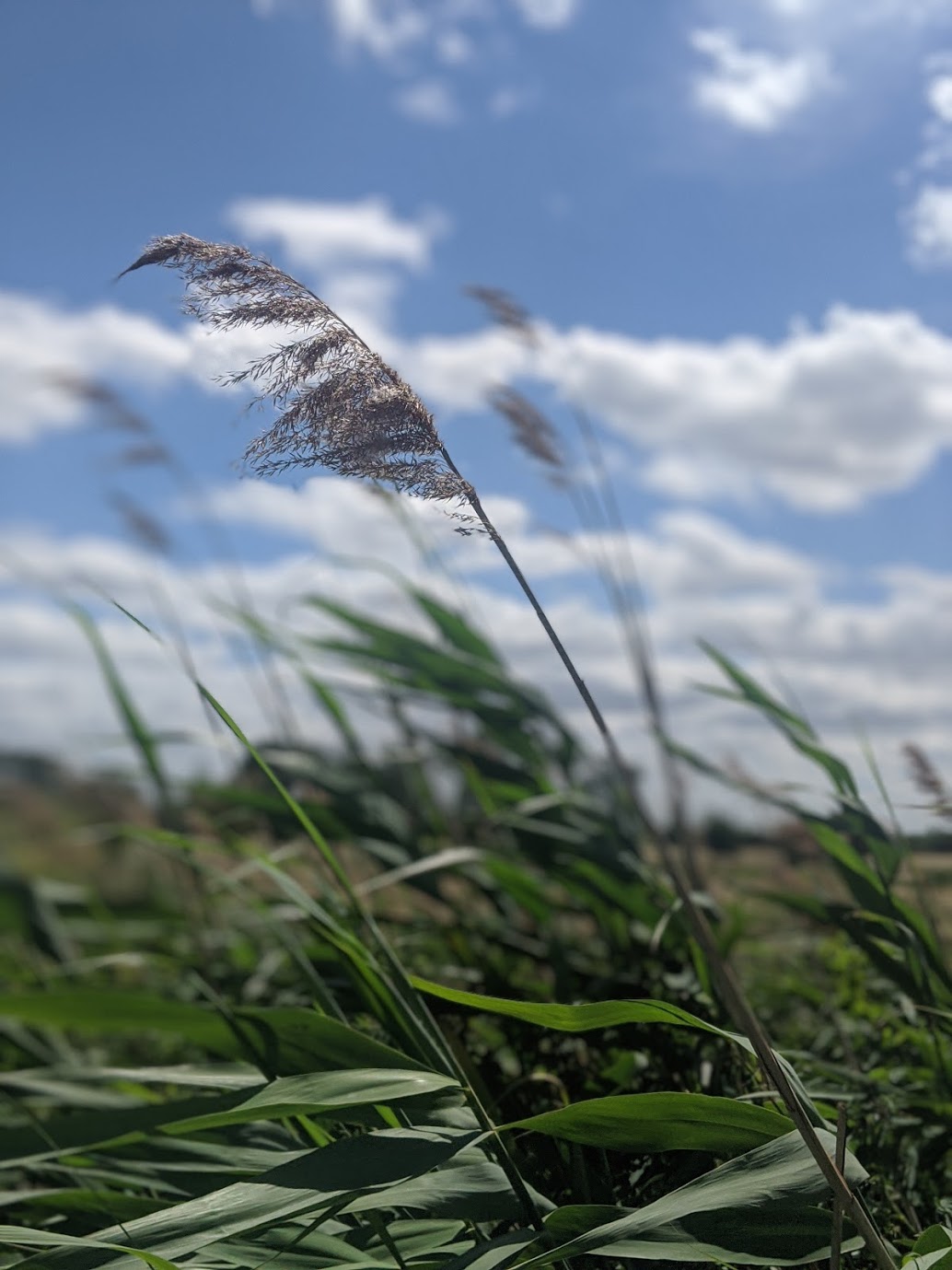 wicken-fen-landscapre