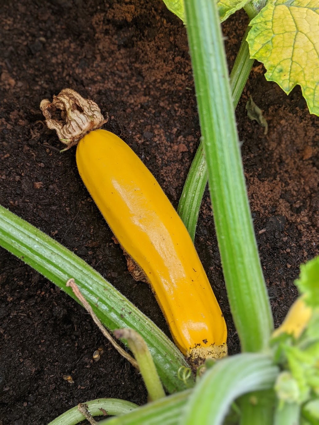 courgette-plant