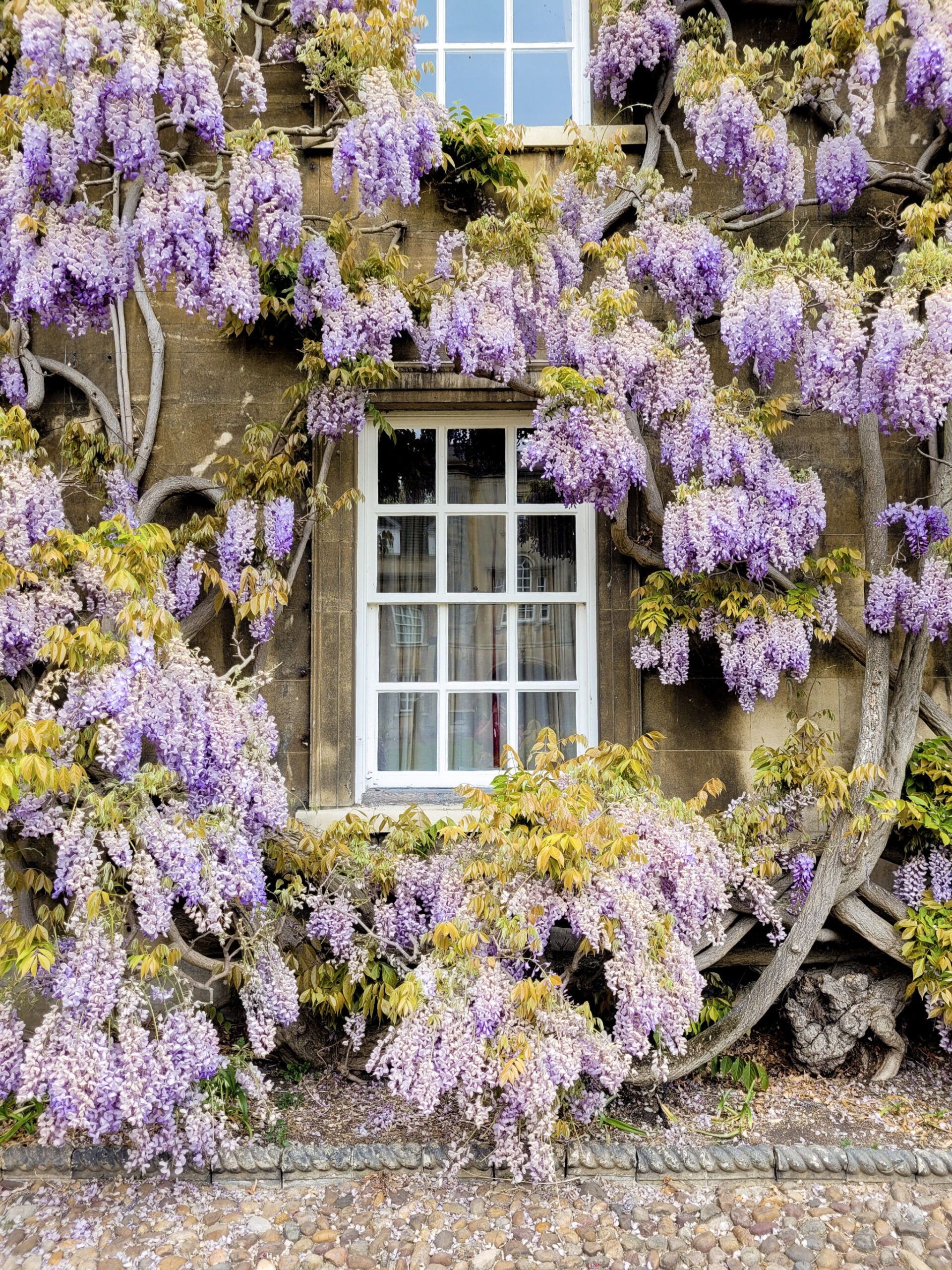 Wisteria in full bloom frames a window in Jesus College, Cambridge
